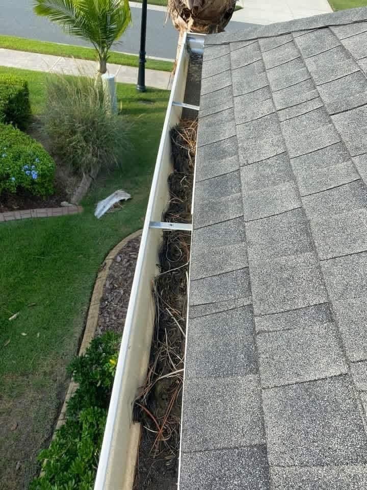Gutter packed with pine needles and palm debris on a shingle roof before cleaning
